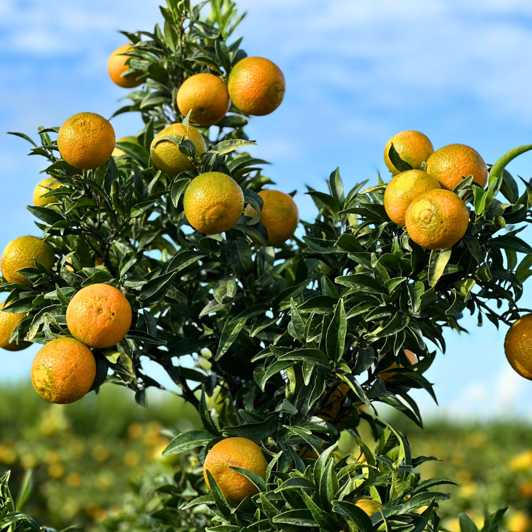Clemenruby Clementines (first fruits) - Image 2