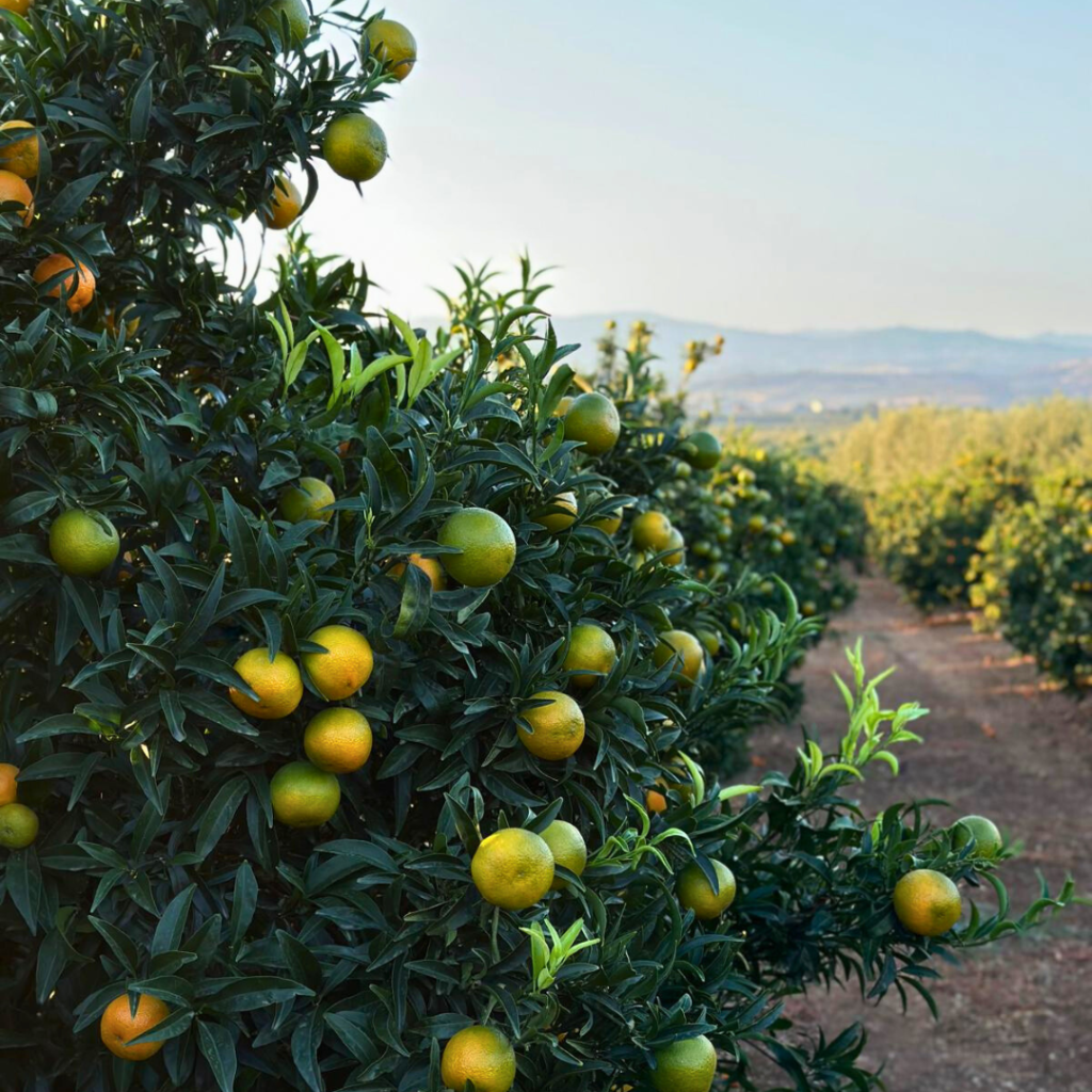Azienda Agricola Lidia Elia: la Campagna Agrumi 2024/2025 è alle porte!