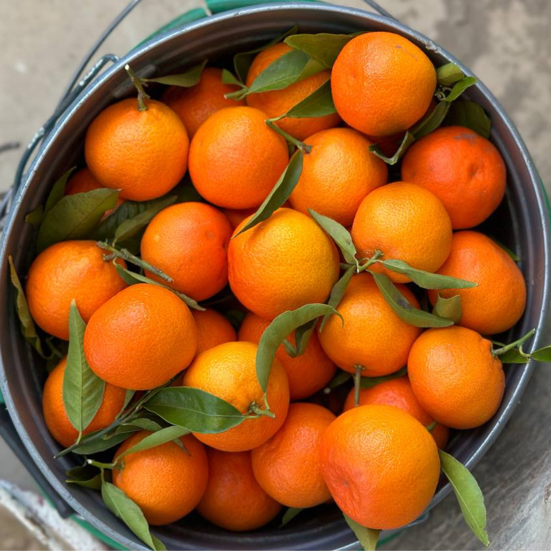 Clemenruby Clementines (first fruits) - Image 3